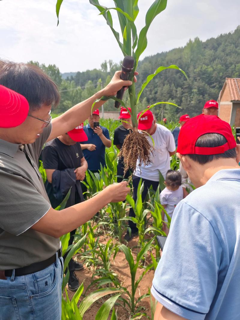 现代农业的未来：蔬菜种植基地的新趋势